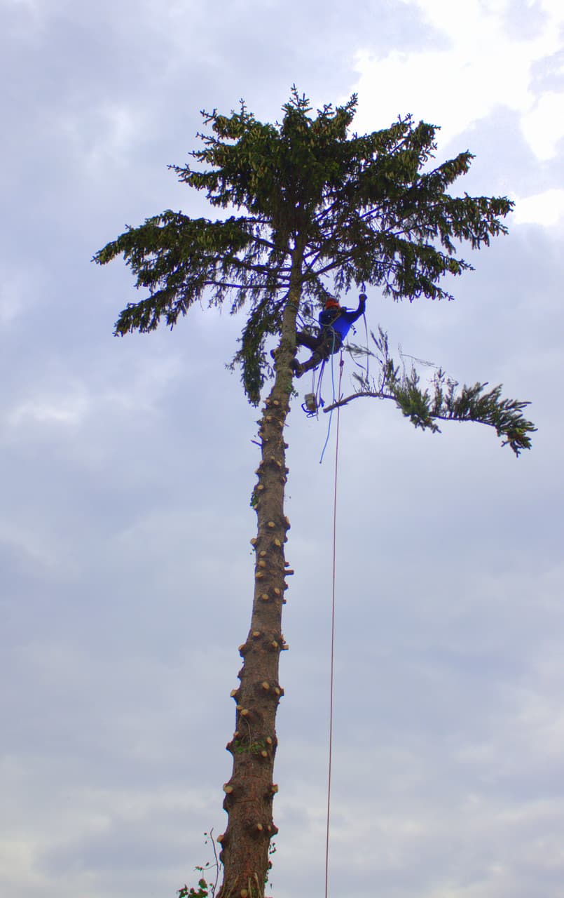 Baumpfleger im Seilklettergurt in hoher Fichte