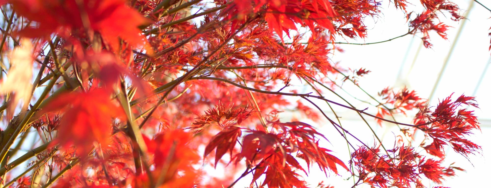 Roter Fächerahorn im Herbstlicht