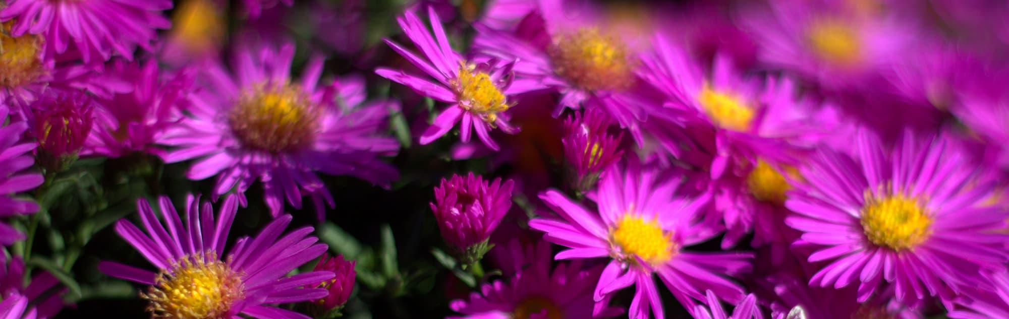 Lila Astern in Vollblüte