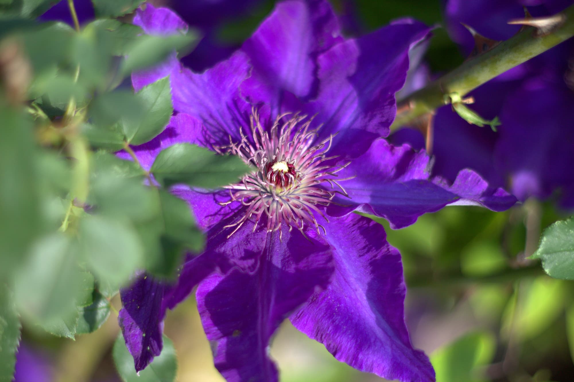 Violette Clematis im Detail