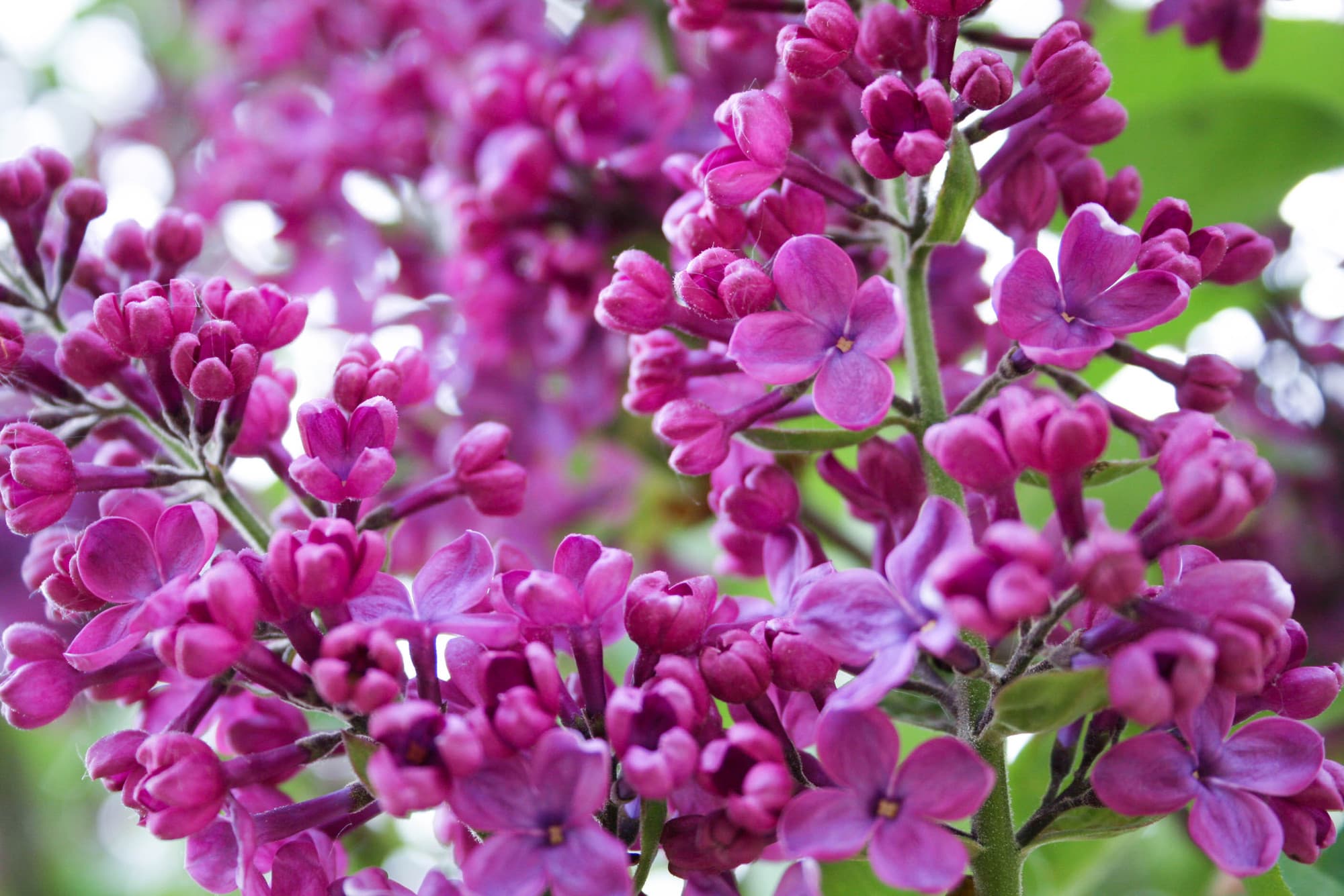 Lila Flieder in Vollblüte