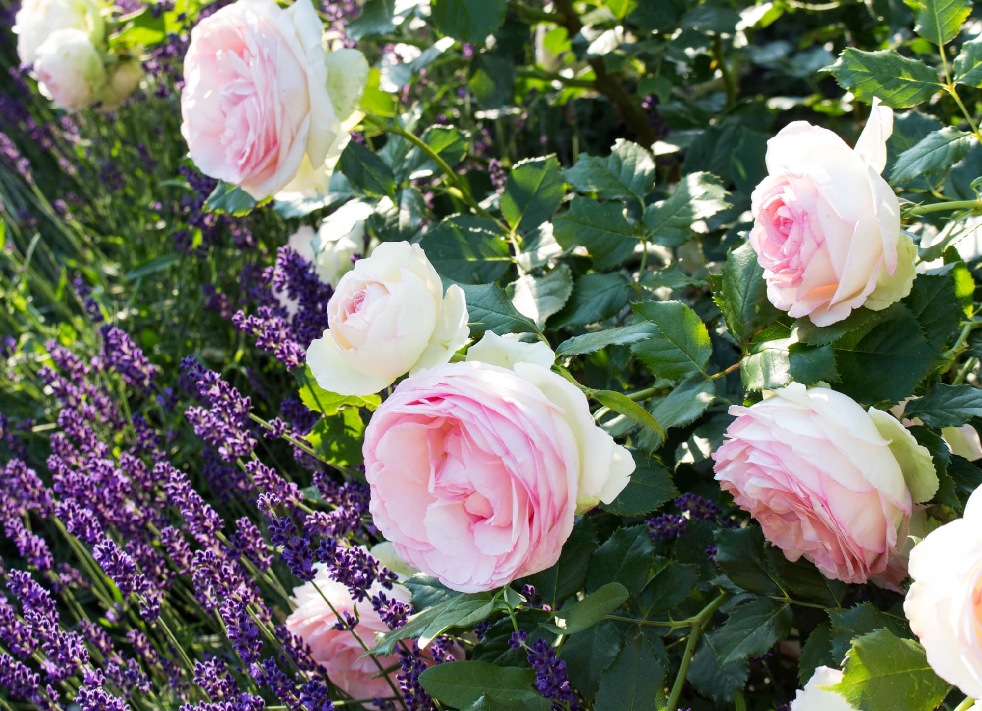 Pierre de Ronsard Rosen mit Lavendel