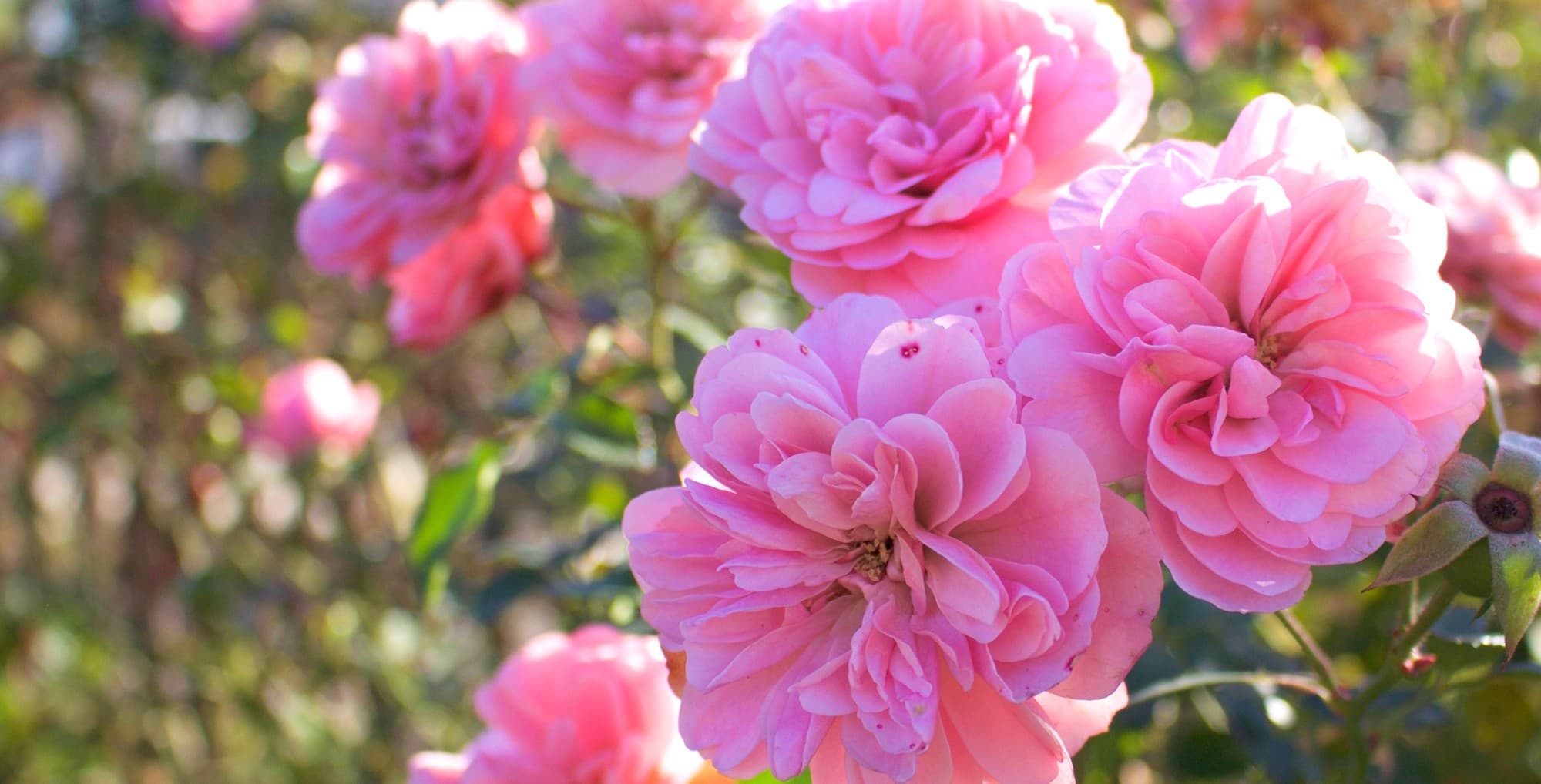 Vollblühende rosa Rosen