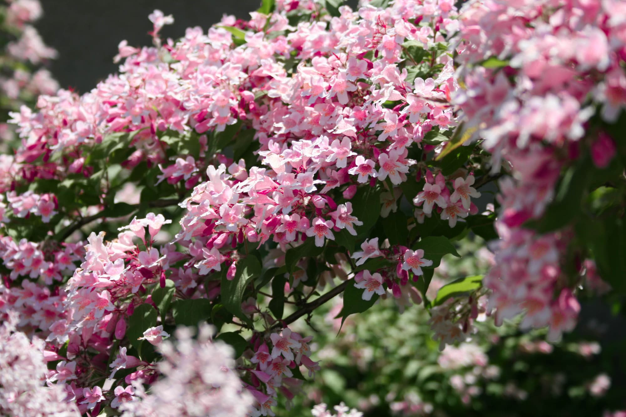 Rosa-weißer Weigela-Strauch